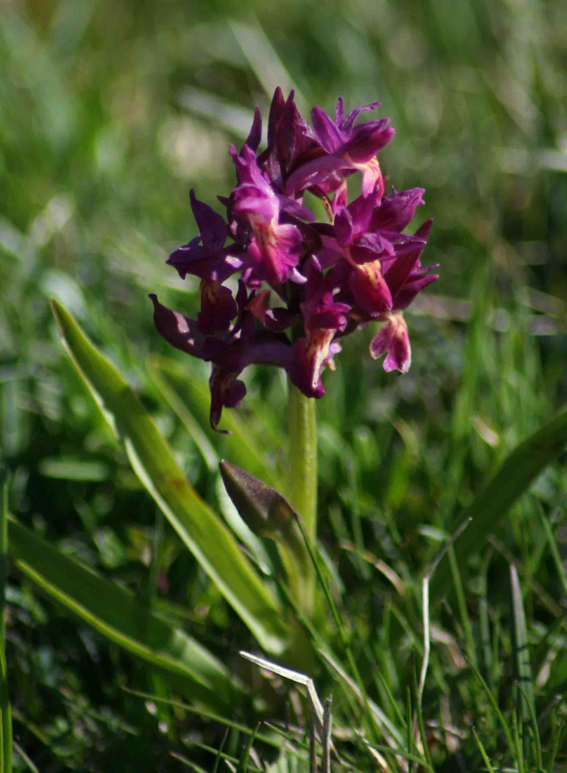 Orchis morio?